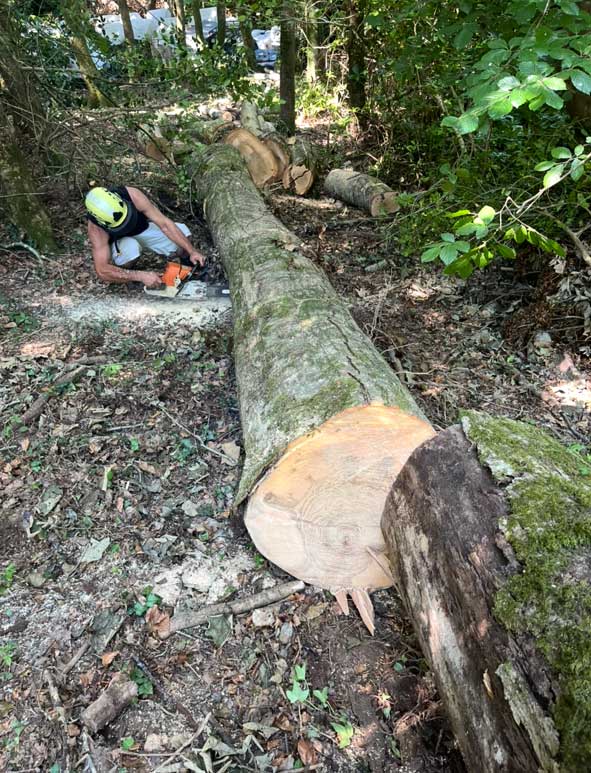 From Forest to the Floor